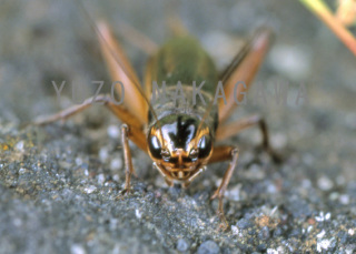 凛々しい顔のエンマコオロギ 閻魔蟋蟀