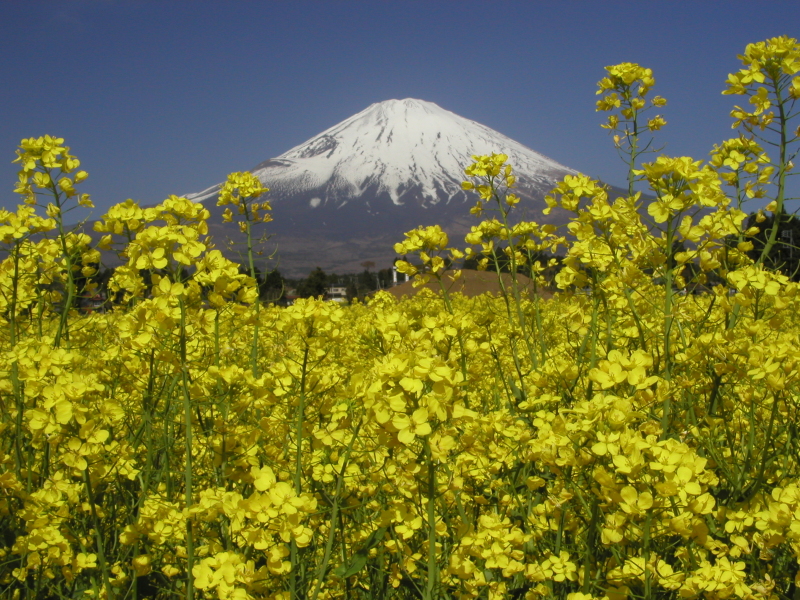 富士山画像記録