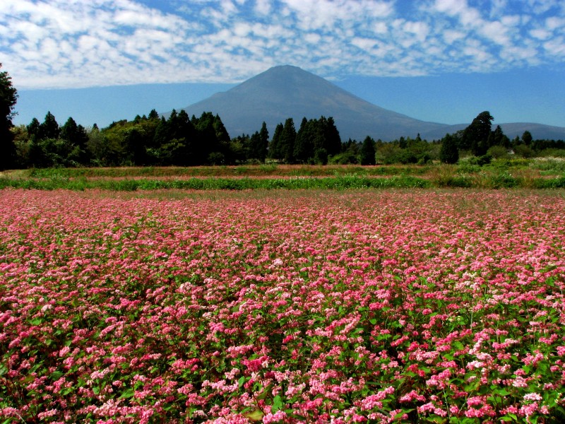 富士山画像記録