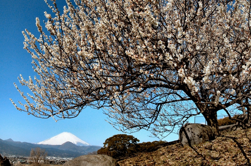 富士山画像作品