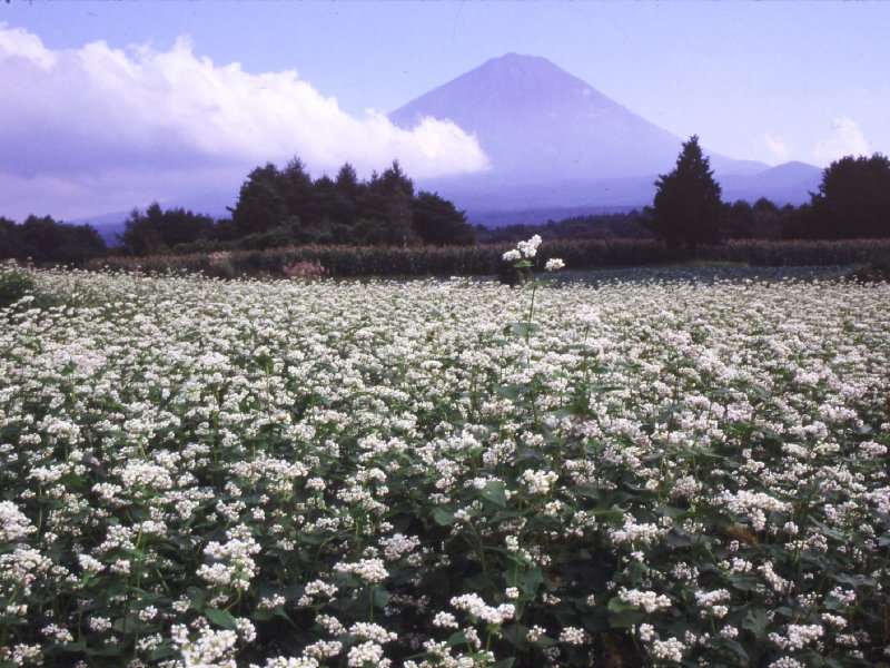 富士山画像記録