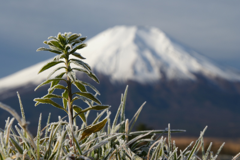 富士山画像記録