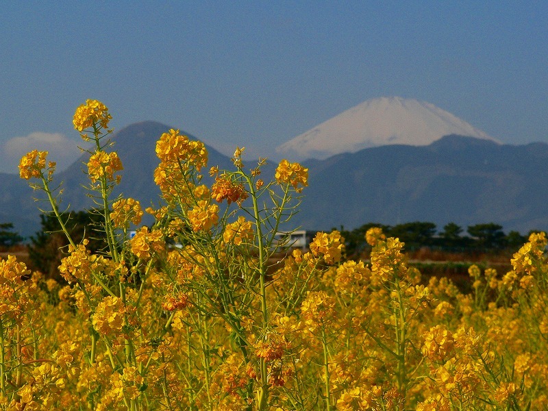 富士山画像記録