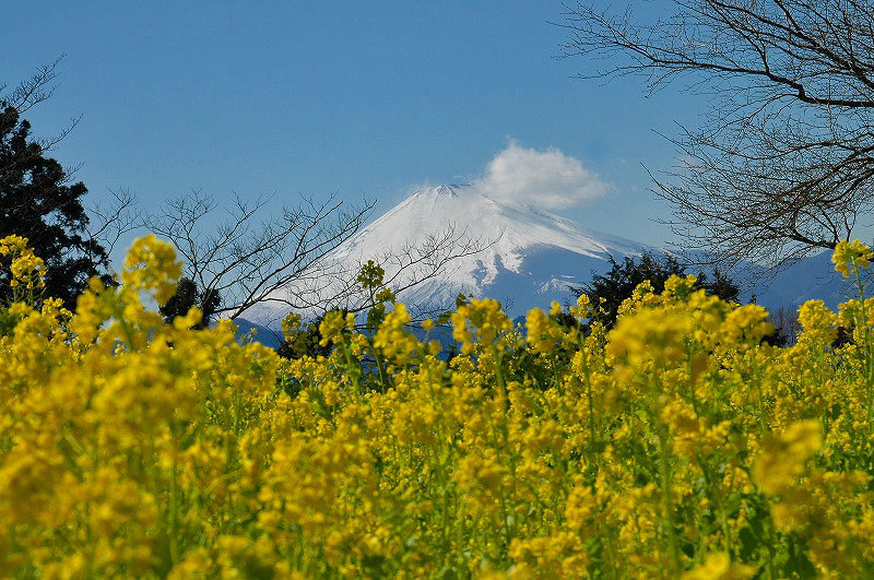 富士山画像記録