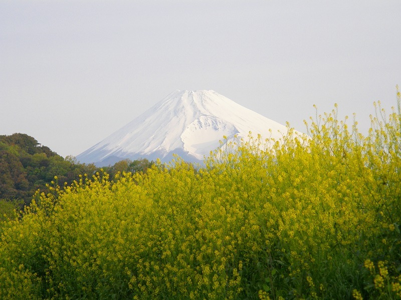 富士山画像作品