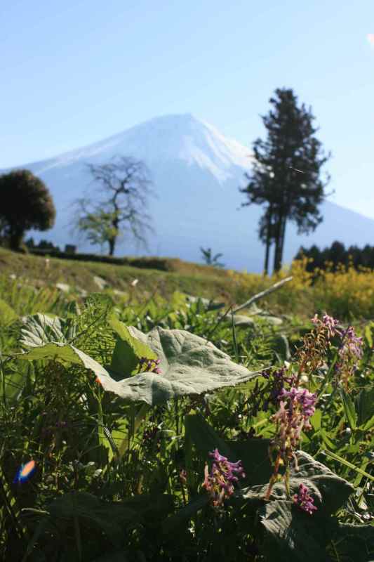 富士山画像作品