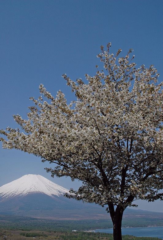 富士山画像作品