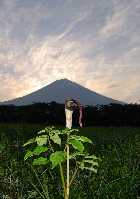 富士山画像作品