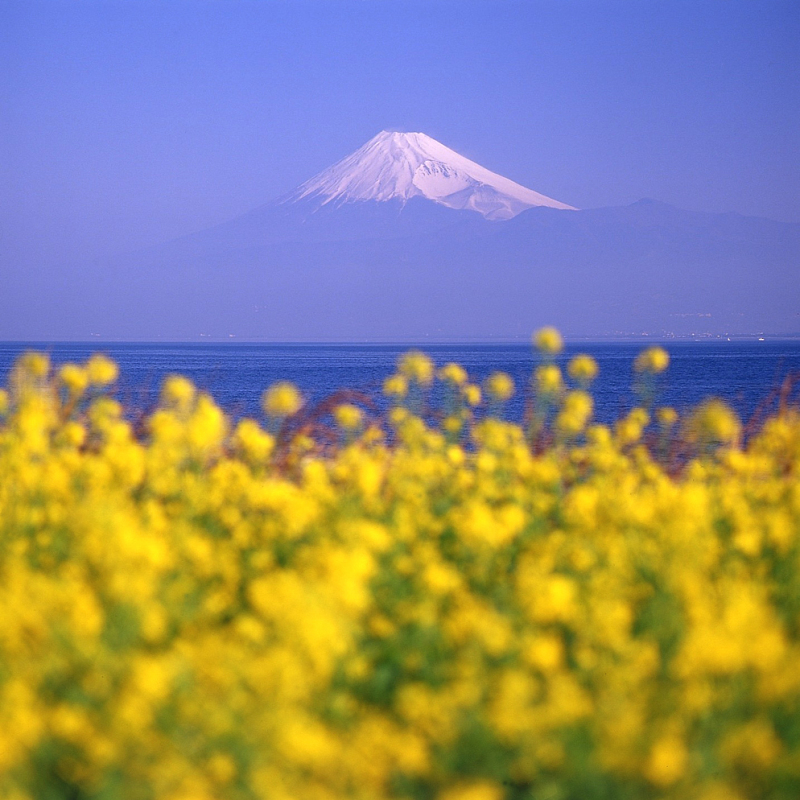 富士山画像作品