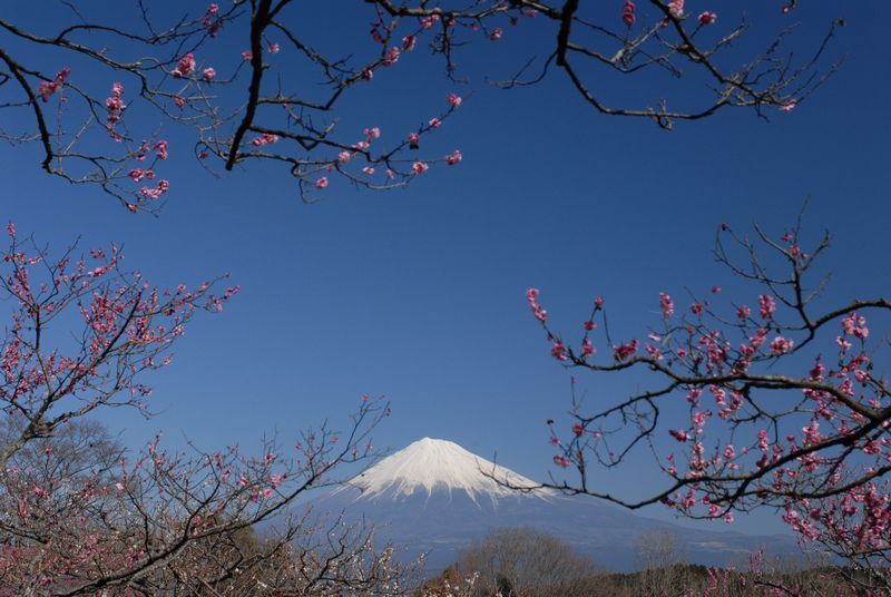 富士山画像作品