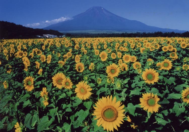 富士山画像作品