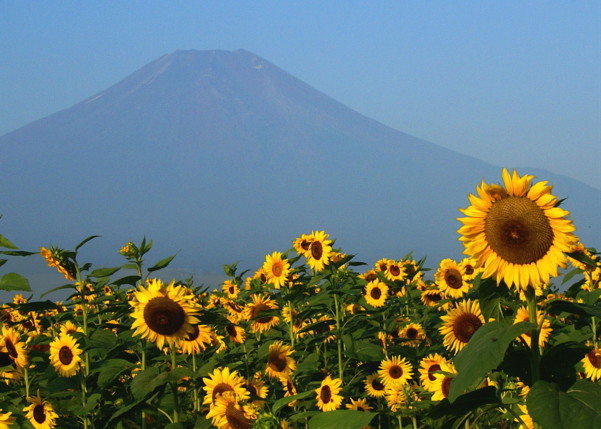 富士山画像作品