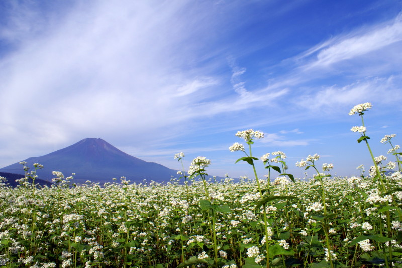 富士山画像作品