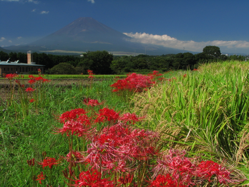 富士山画像記録