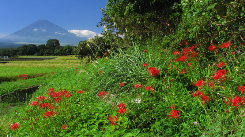 富士山画像記録