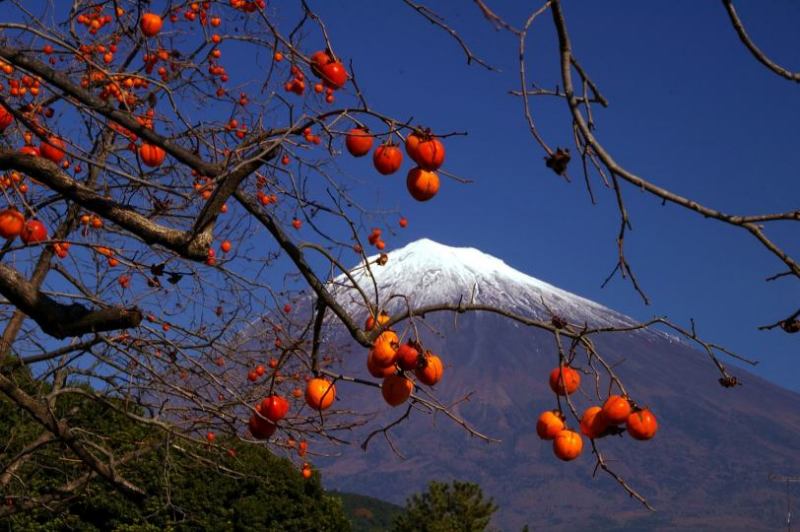 富士山画像記録