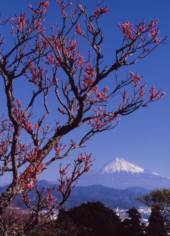 富士山画像作品