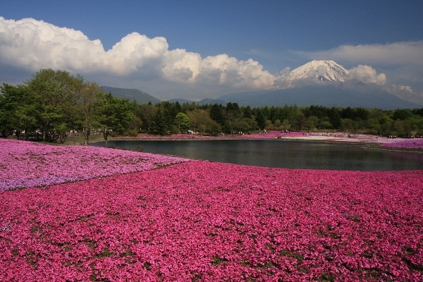 富士山画像作品