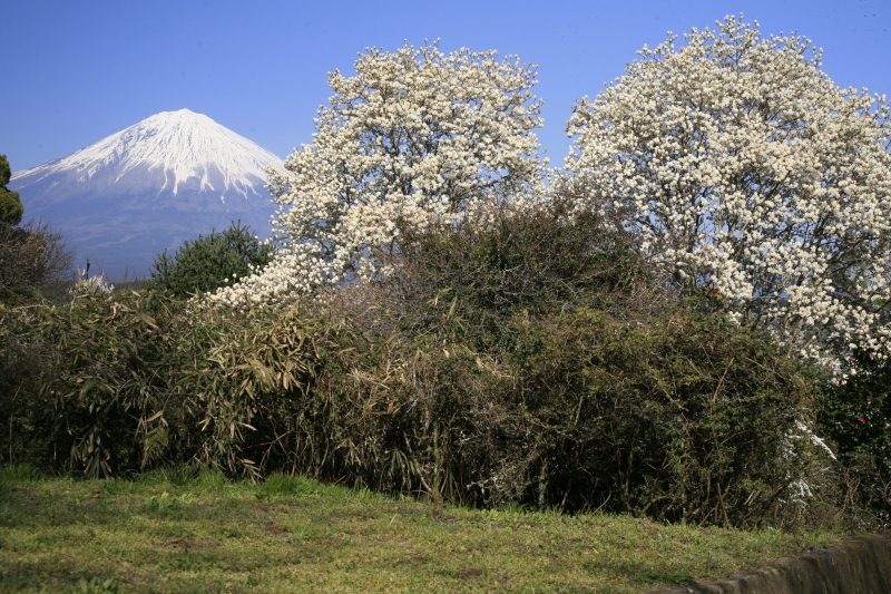 富士山画像記録