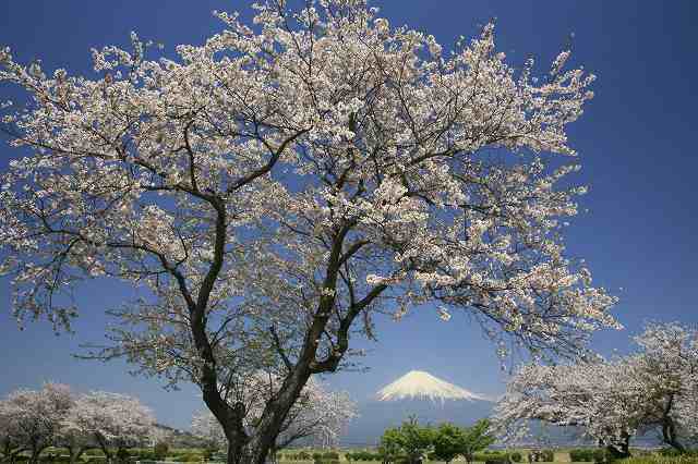 富士山画像記録