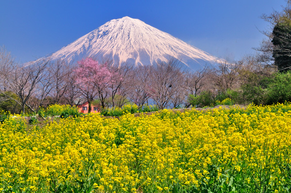 富士山画像作品