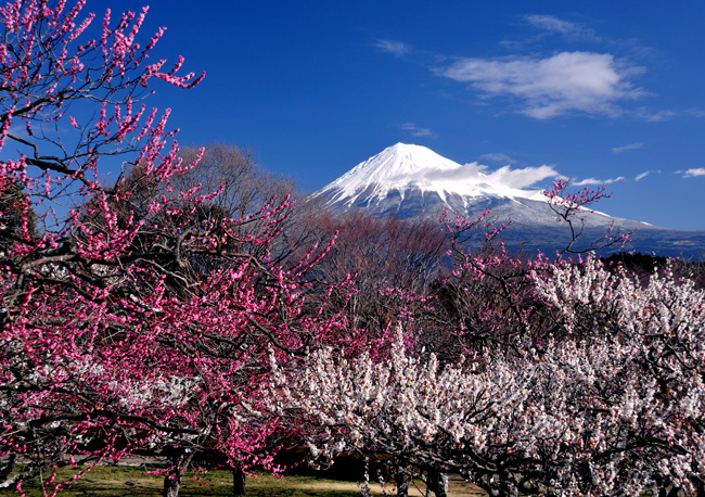 富士山画像作品