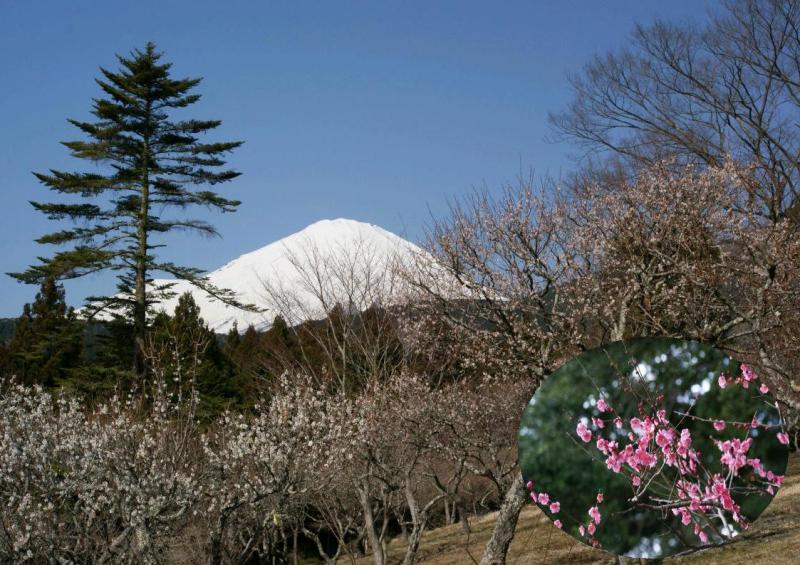 富士山画像記録