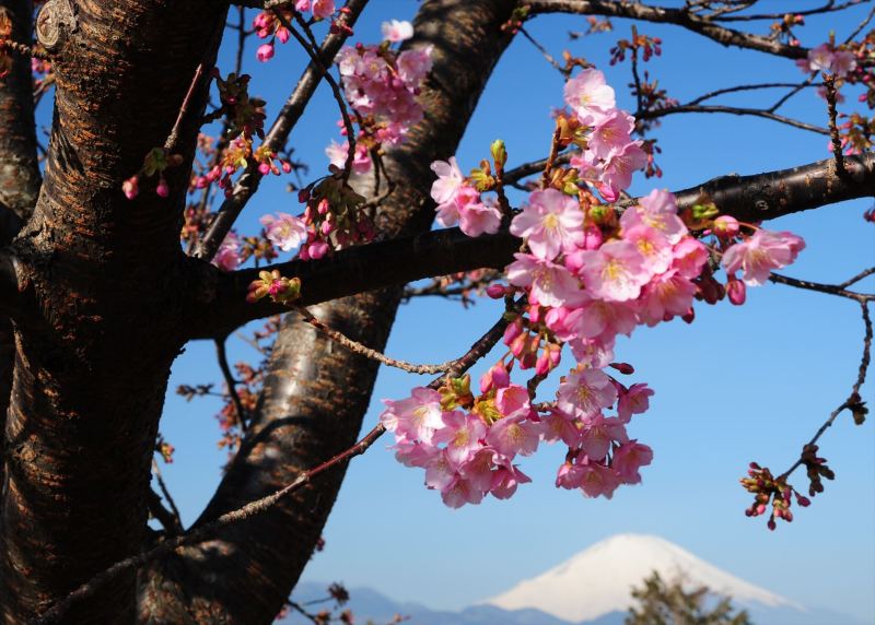 富士山画像作品