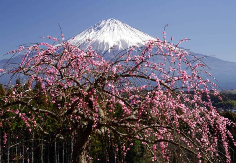 富士山画像作品