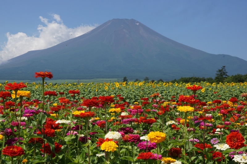 富士山画像記録