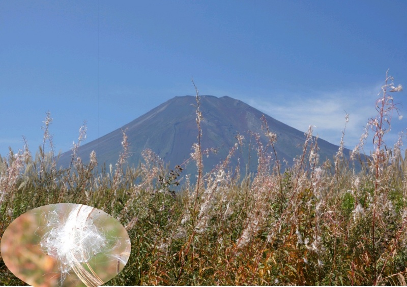 富士山画像記録