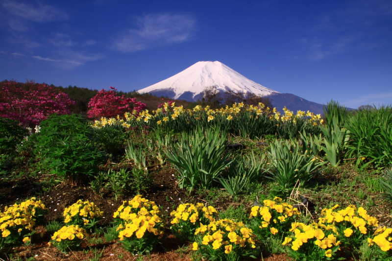 富士山画像記録