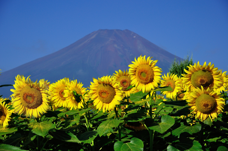 富士山画像作品