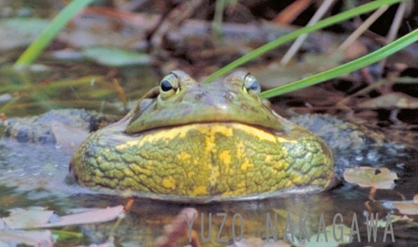 大迫力 ウシガエル鳴く