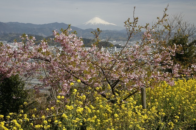 富士山画像作品