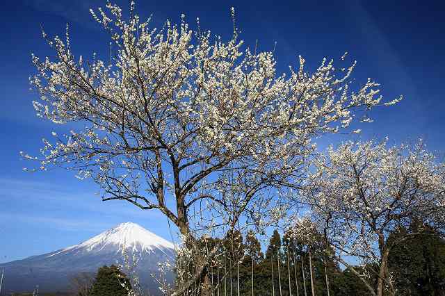 富士山画像記録