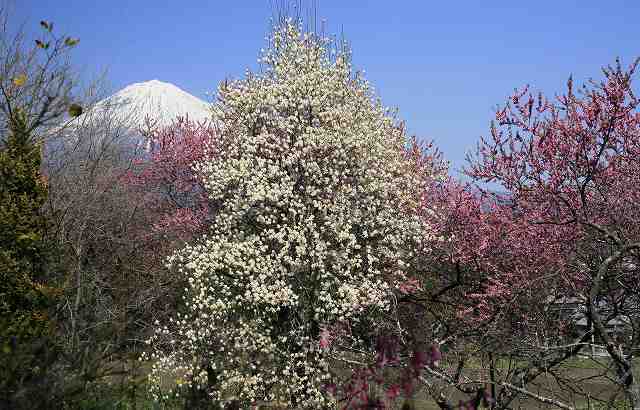 富士山画像記録