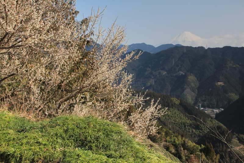 富士山画像記録