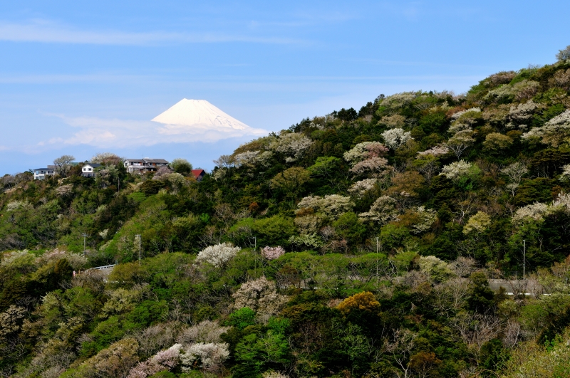 富士山画像作品