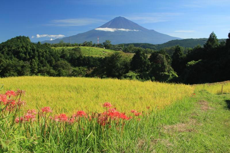 富士山画像記録