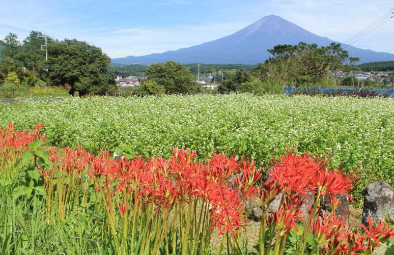 富士山画像記録