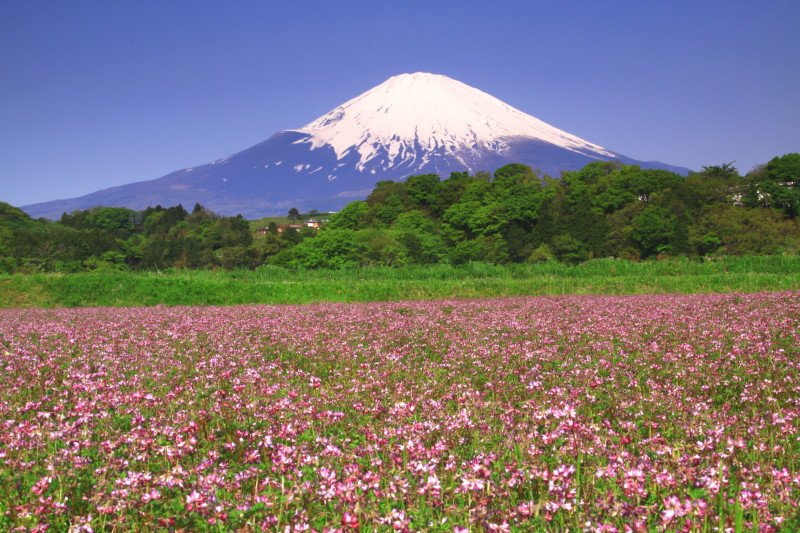 富士山画像記録