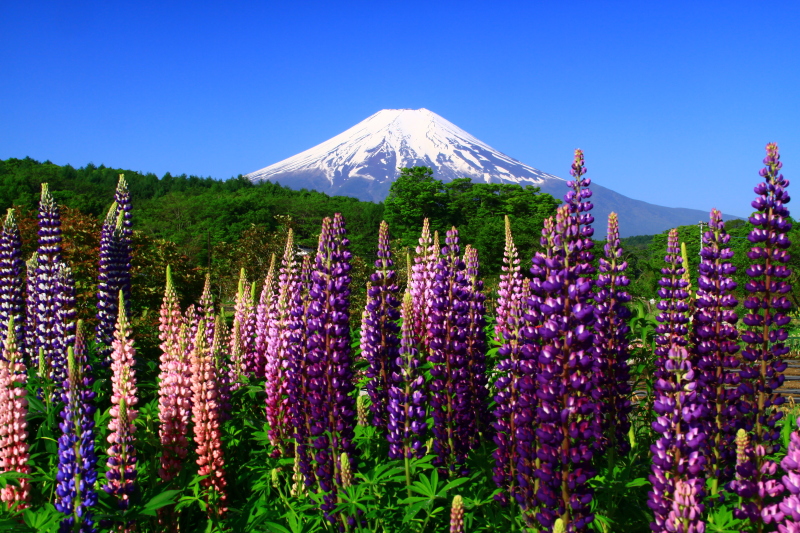 富士山画像記録