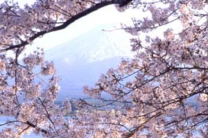 桜の見所